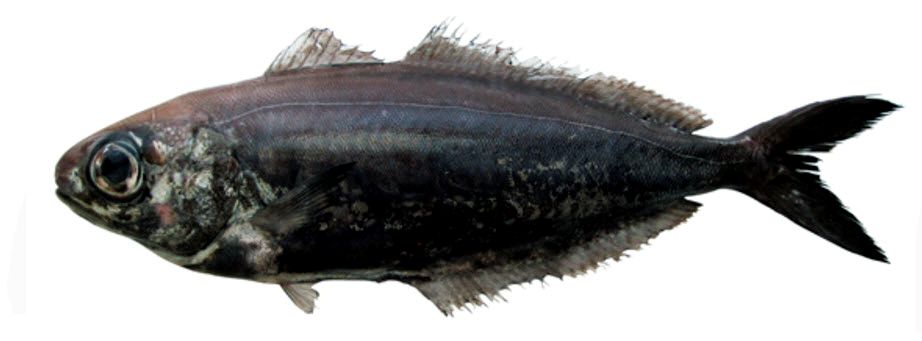 Psenes pellucidus_04.jpg